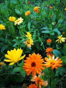 Körömvirág és gyógyhatásai