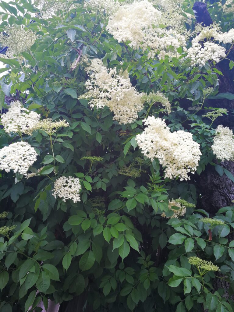 bodza felhasználása