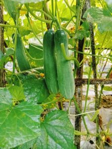 Uborka frissen a kertedből