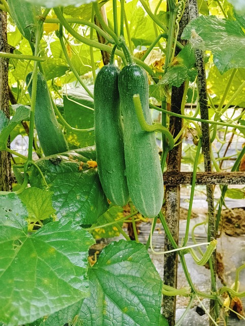 Uborka frissen a kertedből