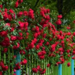 növények kerítés mellé