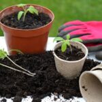 Zöldségtermesztés erkélyen