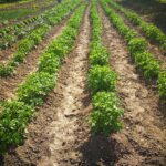 Krumpli termesztés kiskertben