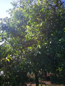 Diófa ültetése gondozása