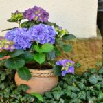 kerti virág dekoráció