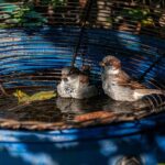 hangulatos madárfürdő