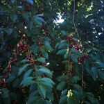 Meggy érett állapotban.