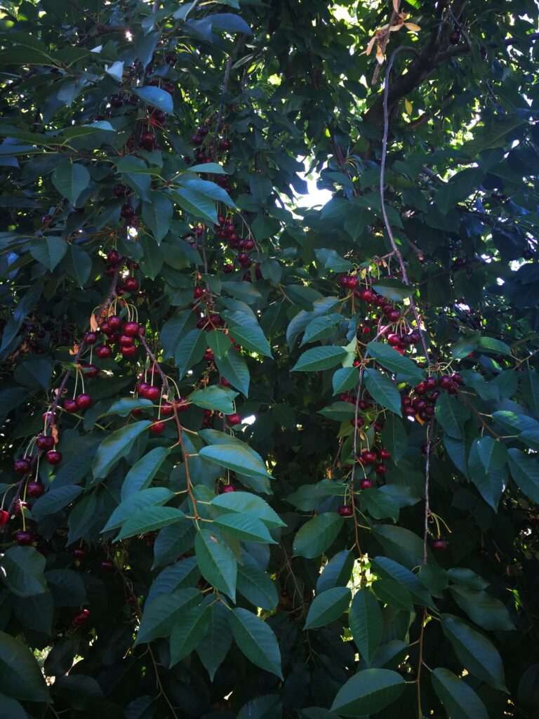 Meggy érett állapotban.