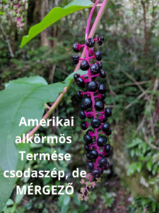 Amerikai alkörmös, szép de mérgező növény