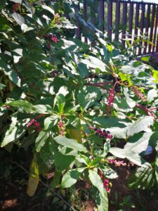 Szép, de mérgező növény.