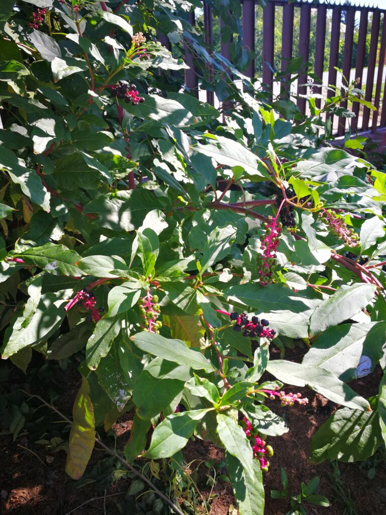 Szép, de mérgező növény.